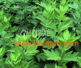 衡水艾草產(chǎn)業(yè)概覽 優(yōu)質(zhì)艾條供應(yīng)、市場價(jià)格與專業(yè)生產(chǎn)廠家解析