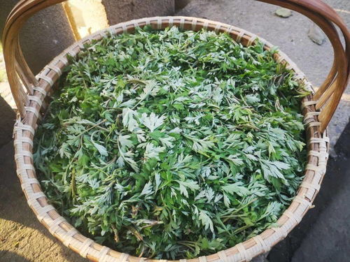 尋味春江 包船采摘野生艾草，手作青團限量500份的匠心之旅