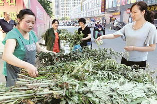 蘄艾產業崛起 出口內銷兩頭俏，小艾草邁向百億大產業新征程